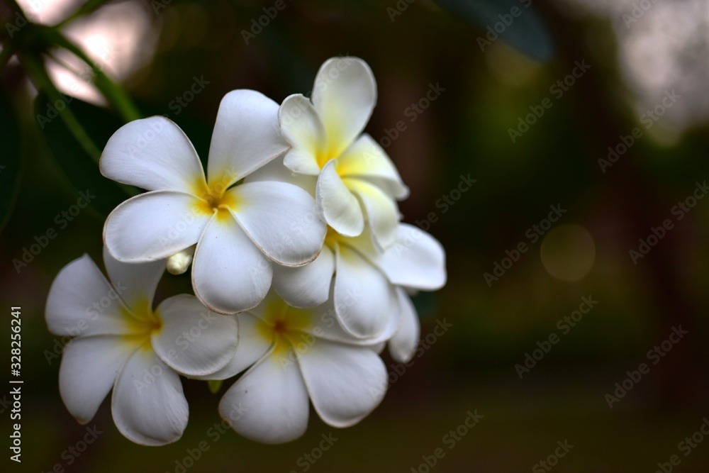 Fototapeta premium Colorful flowers in the garden.Plumeria flower blooming.Beautiful flowers in the garden Blooming in the summer