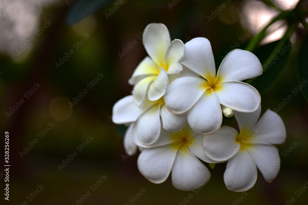 Beautiful flowers in the garden Blooming in the summer.Landscaped Formal Garden. Beautiful flowers in the garden Blooming in the summer.Landscaped Formal Garden.