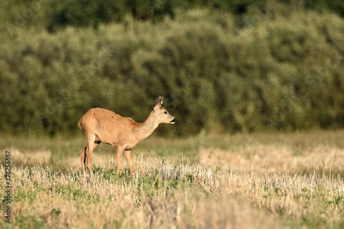 Fototapeta Naklejka Na Ścianę i Meble -  roe-deer