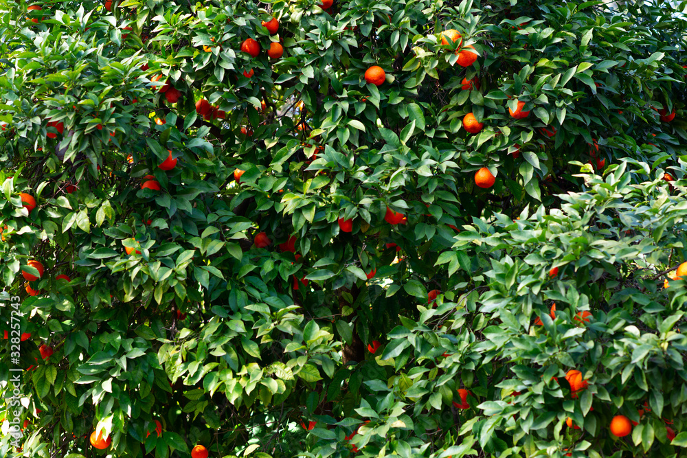 Orange tree with ripe fruits. Tangerine. Branch of fresh ripe oranges with leaves in sun beams. Satsuma tree picture. Citrus Orange tree with ripe fruits. Tangerine. Branch of fresh ripe oranges with leaves in sun beams. Satsuma tree picture. Citrus