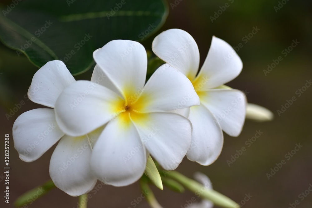 Obraz premium Colorful flowers in the garden.Plumeria flower blooming.Beautiful flowers in the garden Blooming in the summer
