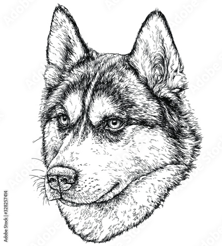Sketch of Husky Dog. Vector Illustration