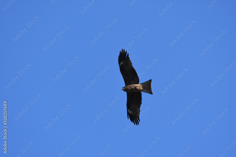 Obraz premium 大空を舞うトンビ