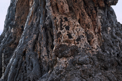 Dragon Tree in Tenerife