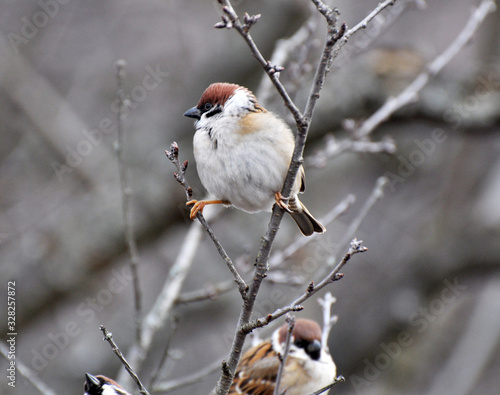 A sparrow (Passer) sits on a tree branch