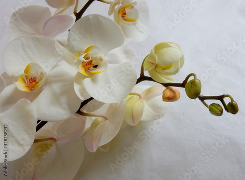 bianche orchidee su fondo bianco