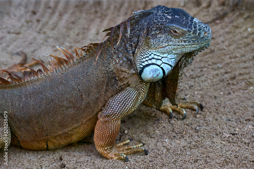 A large green iguana up close