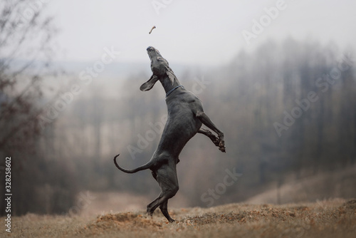 playful weimaraner dog jumping up outdoors in autumn