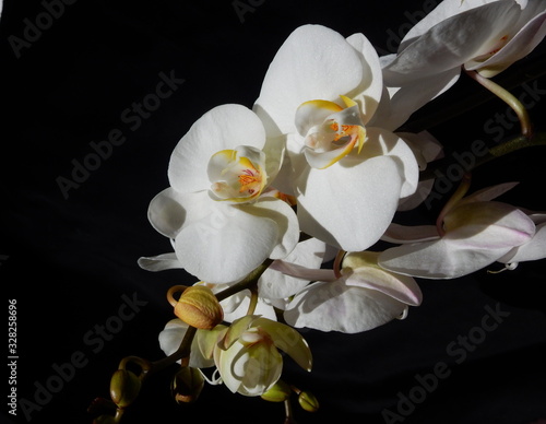 orchidee bianche su fondo nero