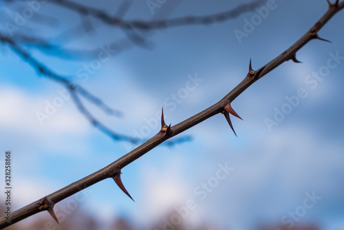 A branch with many thorns, thorny branch, spines