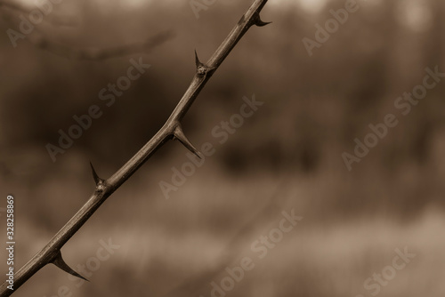 A branch with many thorns, thorny branch, spines, black and white photo