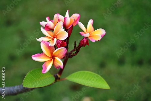 Beautiful flowers in the garden Blooming in the summer.Landscaped Formal Garden Plumeria flower blooming. 