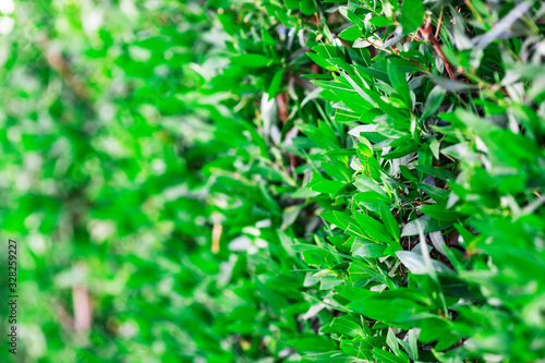 Green foliage bushes closeup with blurry background