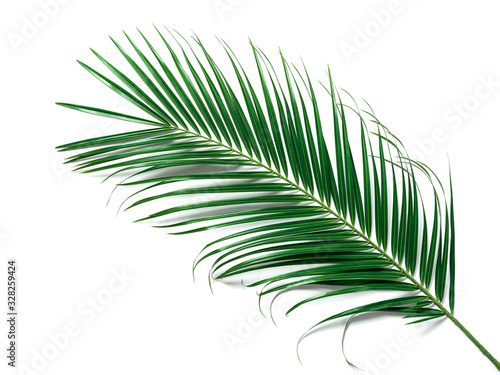 Fényképezés Palm leaves isolated on white background