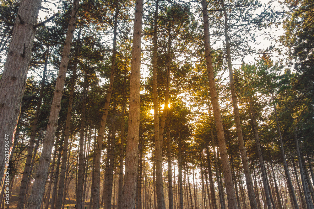 Fototapeta premium Big and beautiful trees in the park