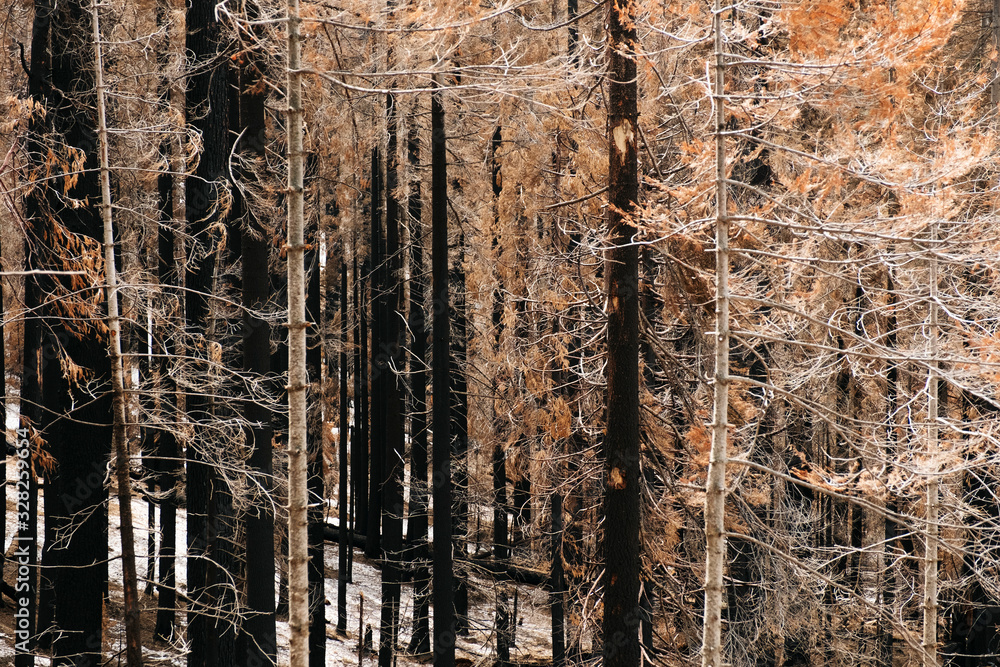 Photograph of a forest of burned trees after a fire. Black and yellow ...
