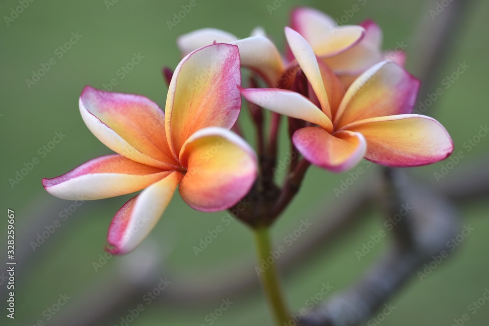 Beautiful flowers in the garden Blooming in the summer.Landscaped Formal Garden,Plumeria flower blooming. Beautiful flowers in the garden Blooming in the summer.Landscaped Formal Garden,Plumeria flower blooming.
