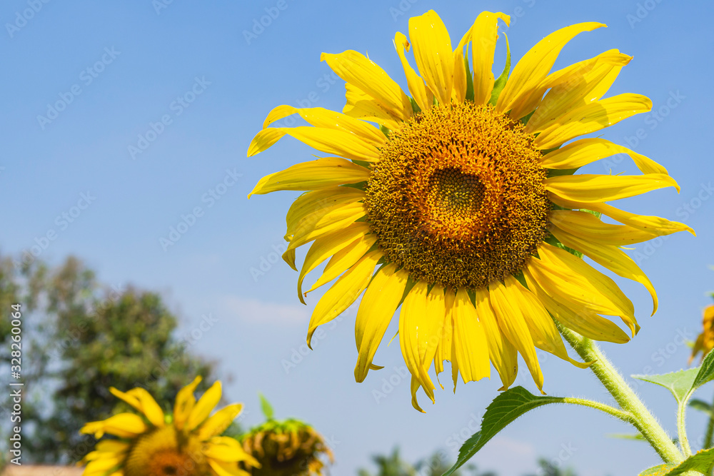 Sunflowers blooming with a sky background