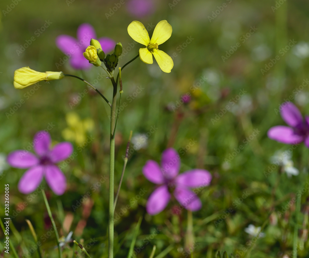 Beautiful small yellow flower with four leaves Beautiful small yellow flower with four leaves