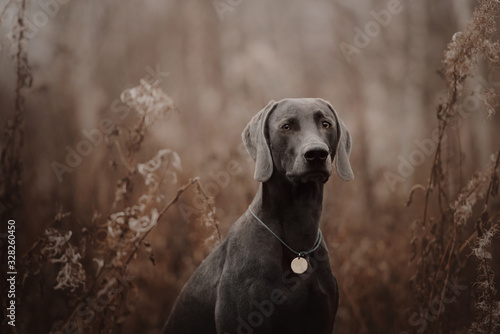 weimaraner dog with a collar and id tag posing in autumn photo