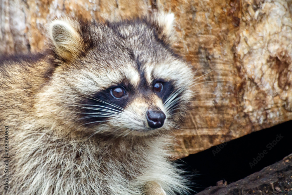 raccoon face outdoor closeup