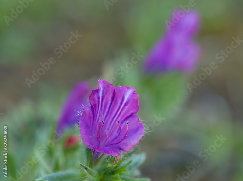 Viborera, bell-shaped violet flower photo