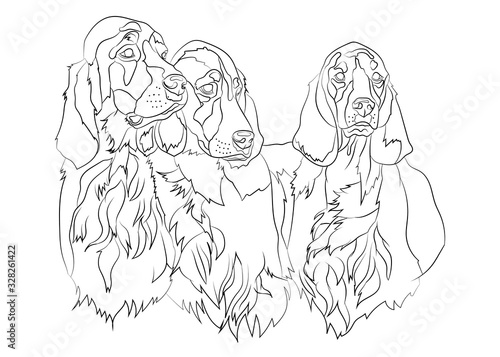 Vector illustration of Irish Setter group dogs breed. Line art. For logo branding,t-shirt design, coloring book, catalog dog show, grroming salon, pet shop