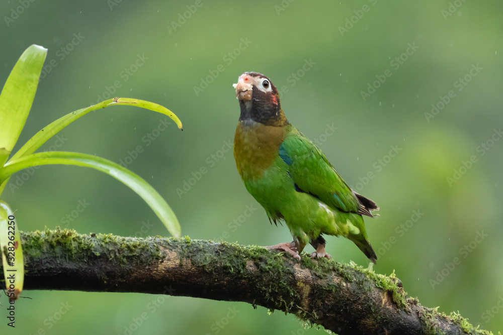 Fototapeta premium Portrait of light green parrot with brown head, Brown-hooded Parrot, Pionopsitta haematotis. Wildlife bird from tropical forest. Parrot from Central America.