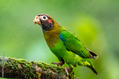 Portrait of light green parrot with brown head, Brown-hooded Parrot, Pionopsitta haematotis. Wildlife bird from tropical forest. Parrot from Central America. photo