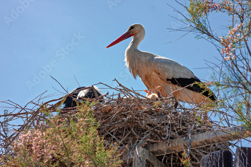 Pair of storks in the nest with their own little chicks.