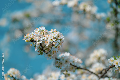 Photo of closeup blossoming tree in forest or park. Beautiful nature background