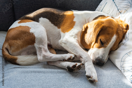 Curled beagle sleeping on the sofa in living room.
