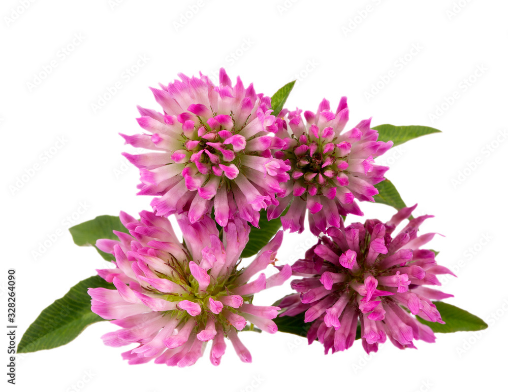 Flowers of red clover isolated on white background, close up Flowers of red clover isolated on white background, close up