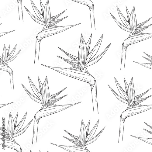 Monochrome pattern of individual strelitzia flowers