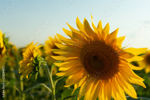 Fototapeta Naklejka Na Ścianę i Meble -  Field of blooming sunflower. Agricultural production. Farming. Growing food.