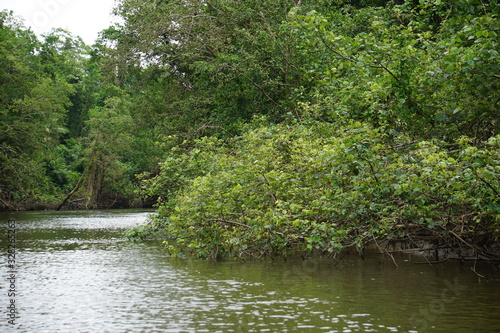 Fototapeta Naklejka Na Ścianę i Meble -  Daintree river bank