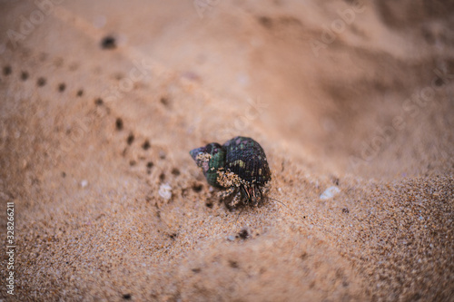macro shot of a lively mollusk moving along the sand at Hikkaduwa Beach in Sri Lanka
