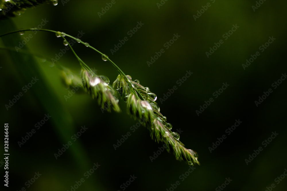 elegant raindrops on green leaves macro photography elegant raindrops on green leaves macro photography