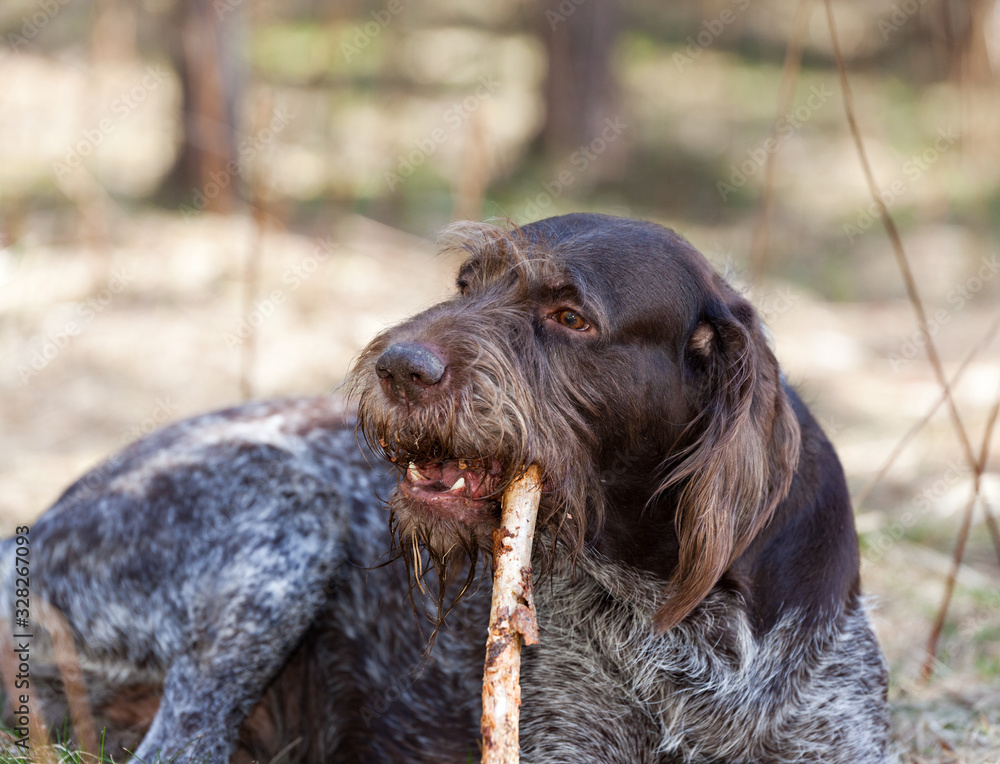 Dog breed german wirehaired pointer drathaar chews stick on spring meadow