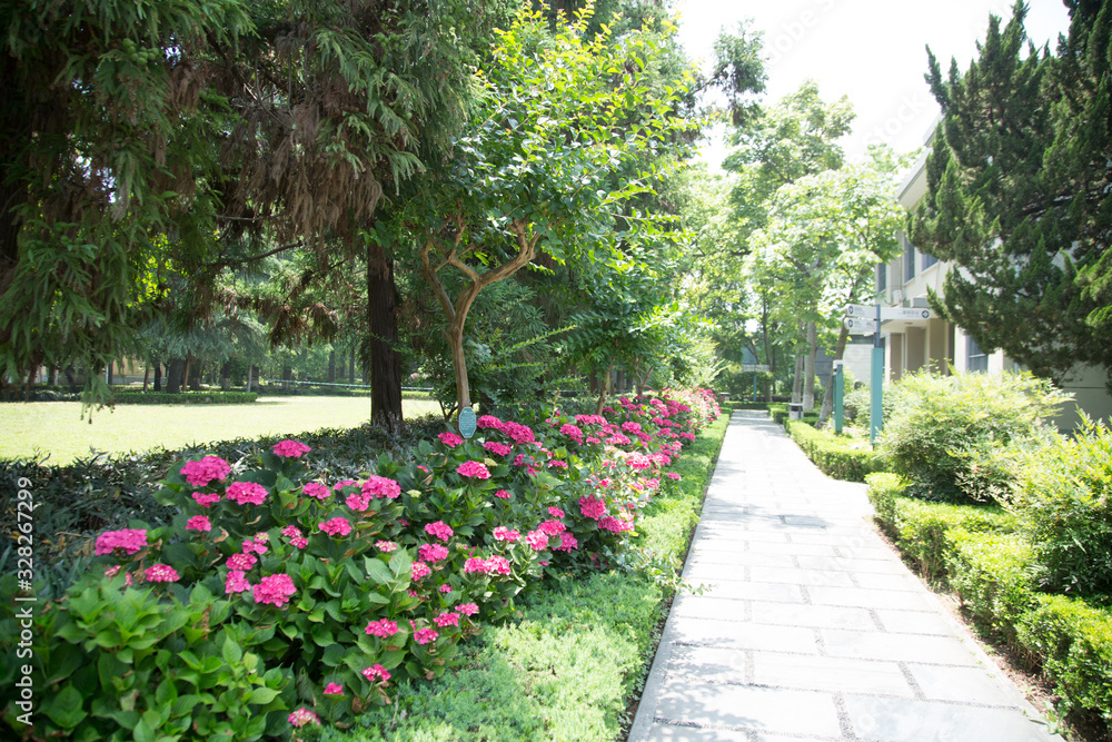 Obraz premium Hortensja