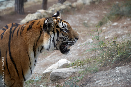 Tiger at zoo in free walk