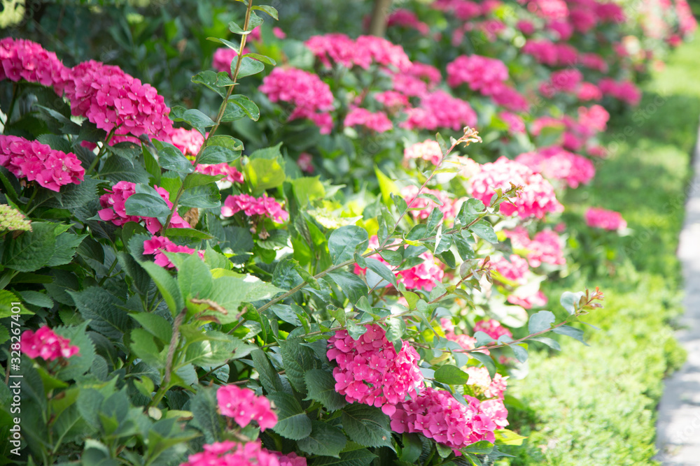 Hydrangea Hydrangea