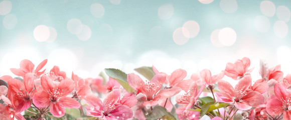 Beautiful pink spring blossom frame on bokeh background. Garden with flower blooming on blue sky. Floral border design.
