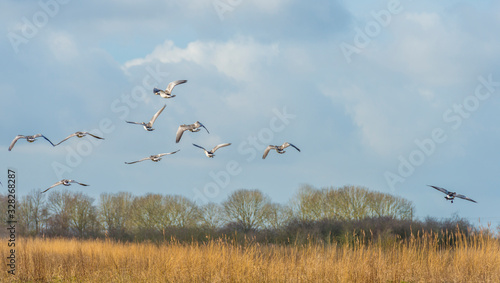 Flock of geese flying in the sky of a natural park in winter  © Naj