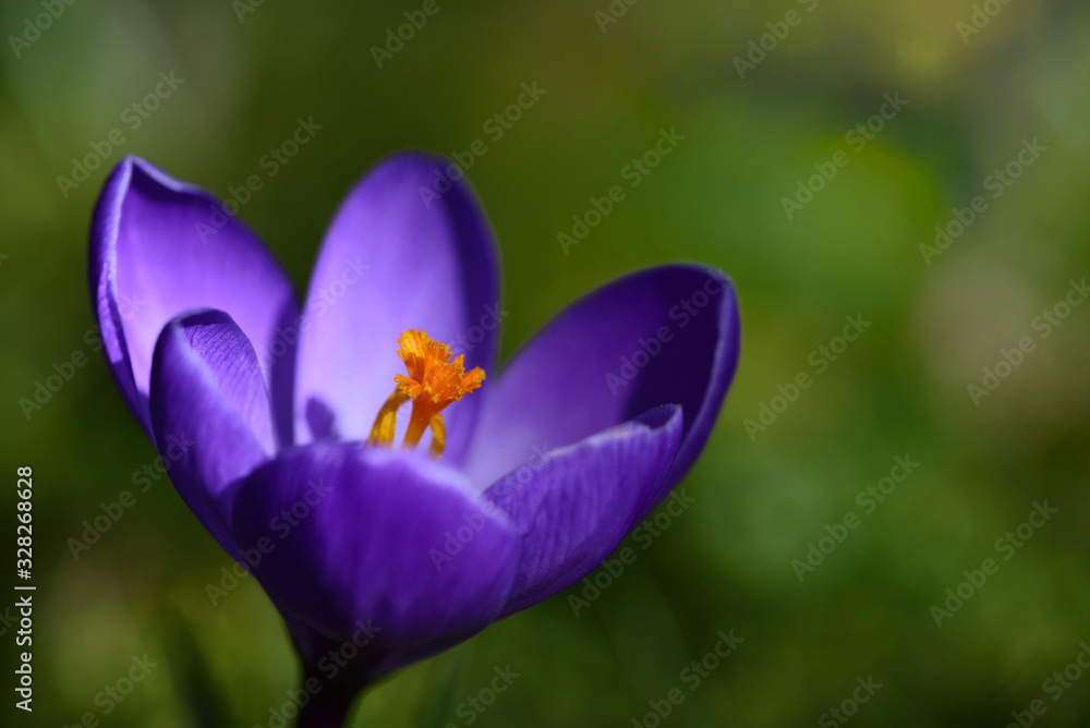 Fototapeta premium Close-up of the blossom of a fresh purple crocus with yellow pistils and pollen, against a green background in spring