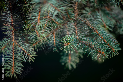 Defocus spring background of young branches with needles of blue spruce