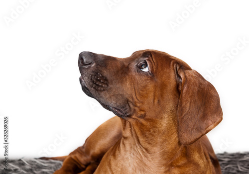 Dog Rhodesian ridgeback portrait isolated on white in profile