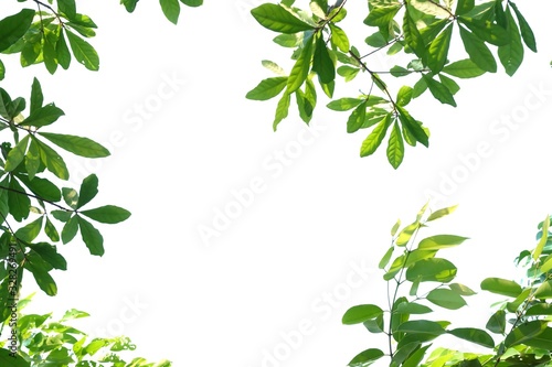 Tropical tree leaves with branches on white isolated background for green foliage backdrop and copy space 