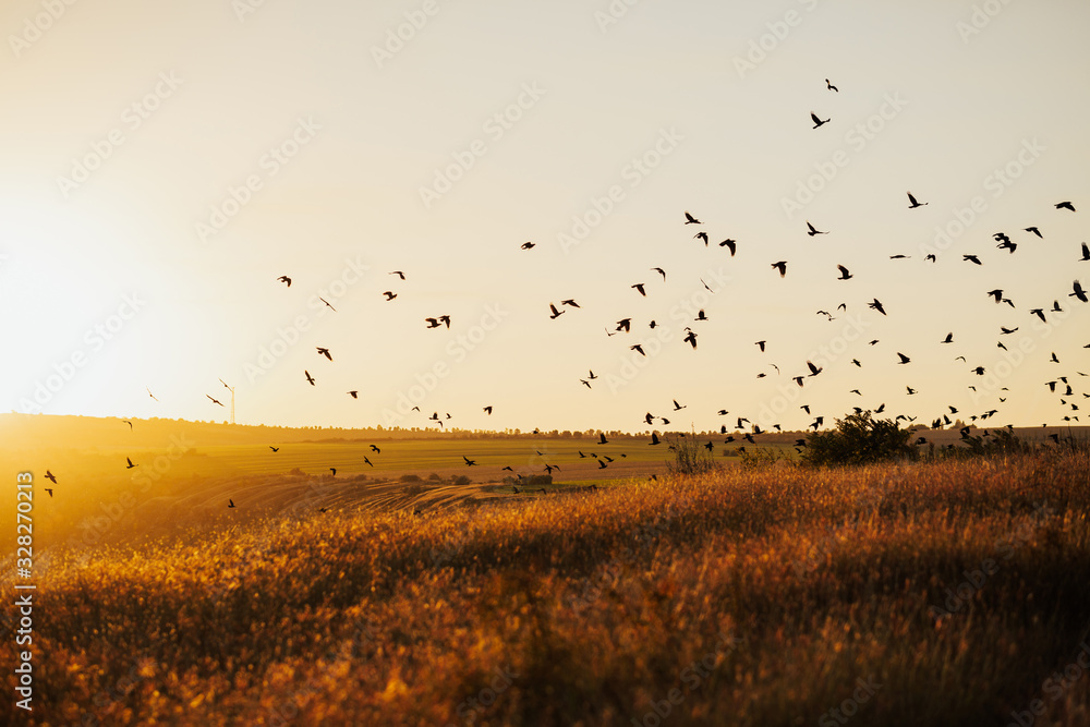 Sunset with flying birds over the field. Environment concept. Silhouette of birds flying on meadow in summer sunset in an orange sky with a shining sun over field.