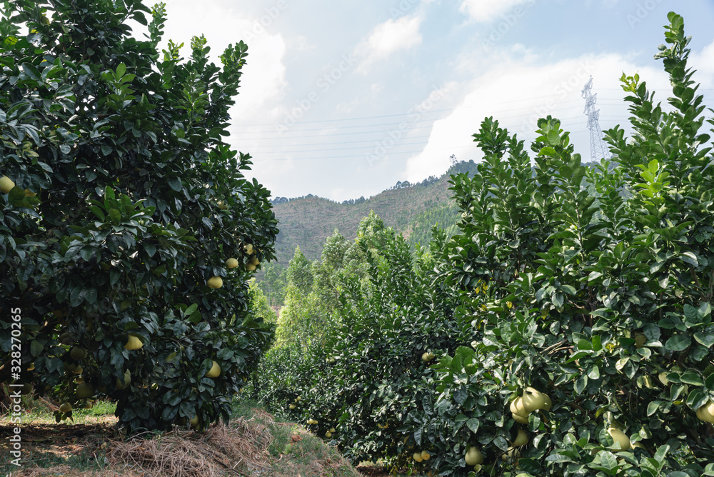 The grapefruit in the orchard is ripe, and it's very beautiful hanging on the tree